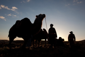Local camel wranglers preparing to set off in the morning, Gobi Desert, Mongolia. Photo: Nick Smith