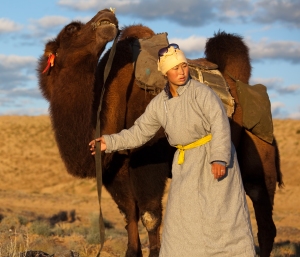 Early morning start rounding up the camels in the Gobi desert in preparation for trekking with global explorer Mike Horn. Photo: Nick Smith